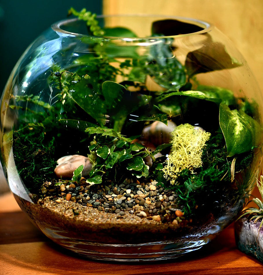 Fishbowl Terrariums (Ready-made or DIY)