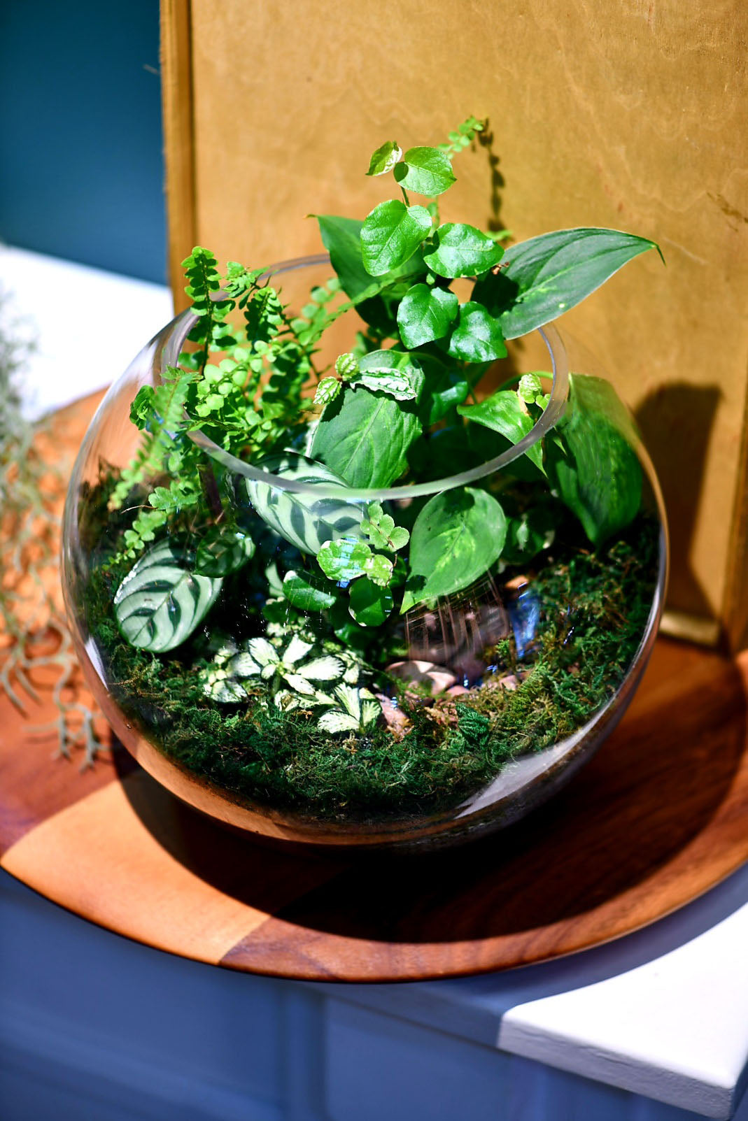 Medium fishbowl terrarium 