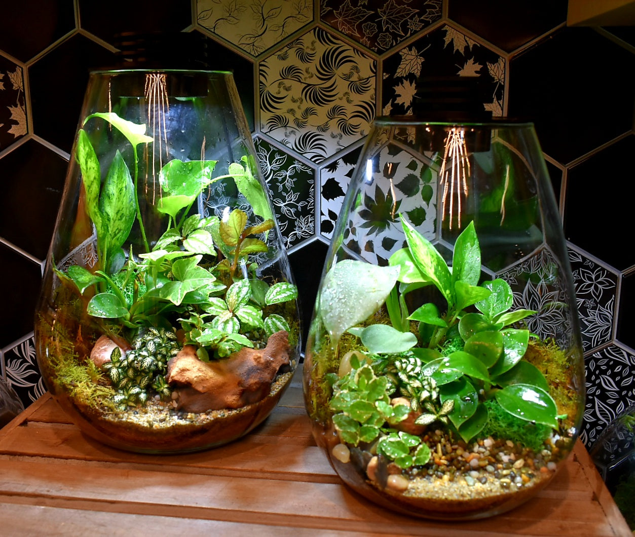 Terrarium LED