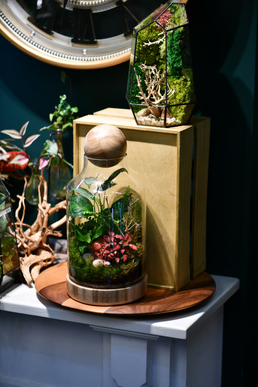 Mr Woody Terrarium