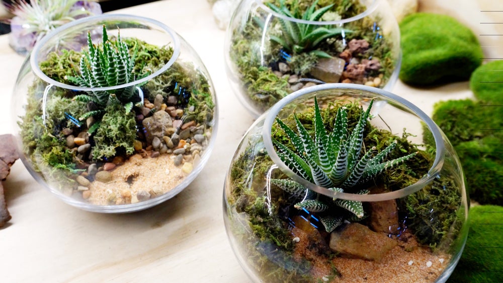 Mini Terrariums 