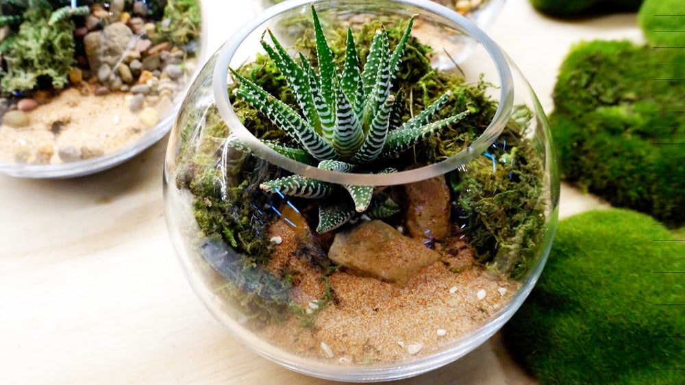 Mini Terrariums 