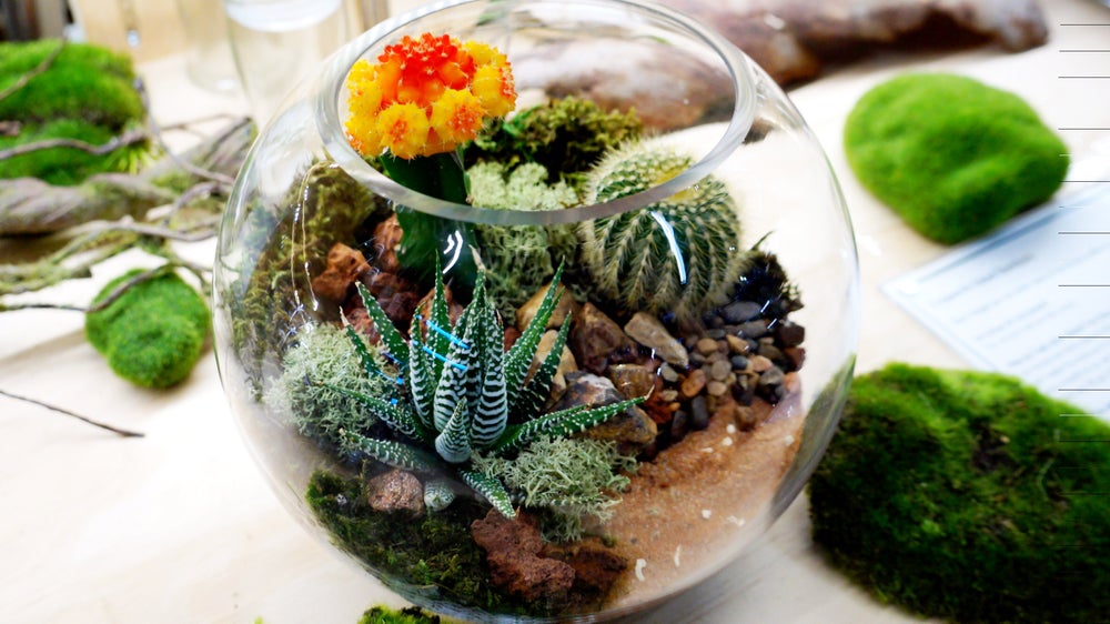 Succulent and Cacti small fish bowl terrarium Melbourne