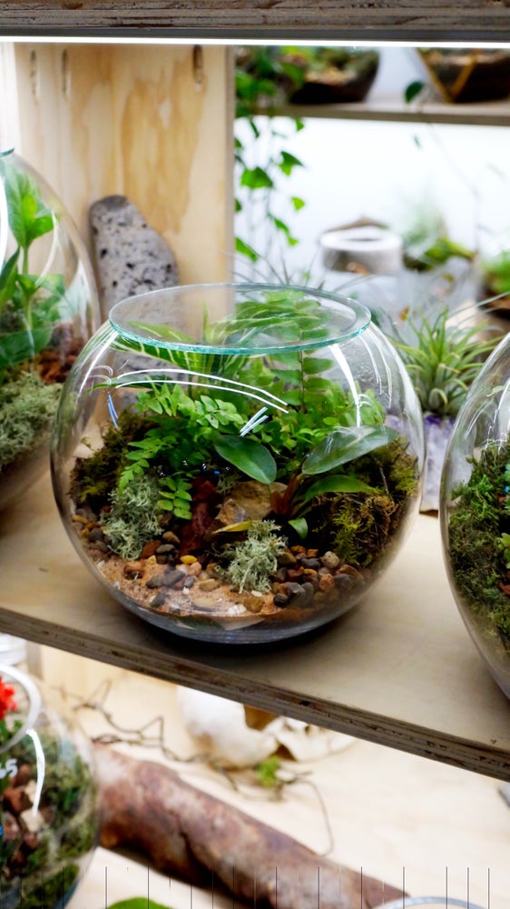 Enclosed fishbowl terrarium Melbourne