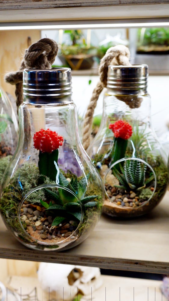 Light bulb terrariums