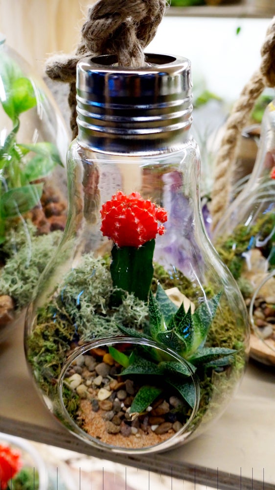 Light bulb terrariums