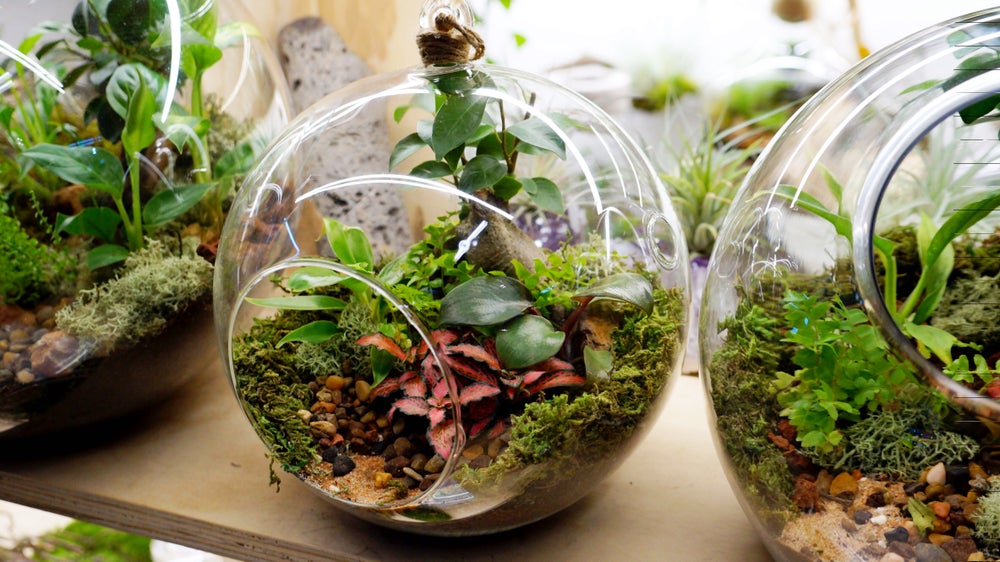 Round Hanging Terrariums Melbourne 