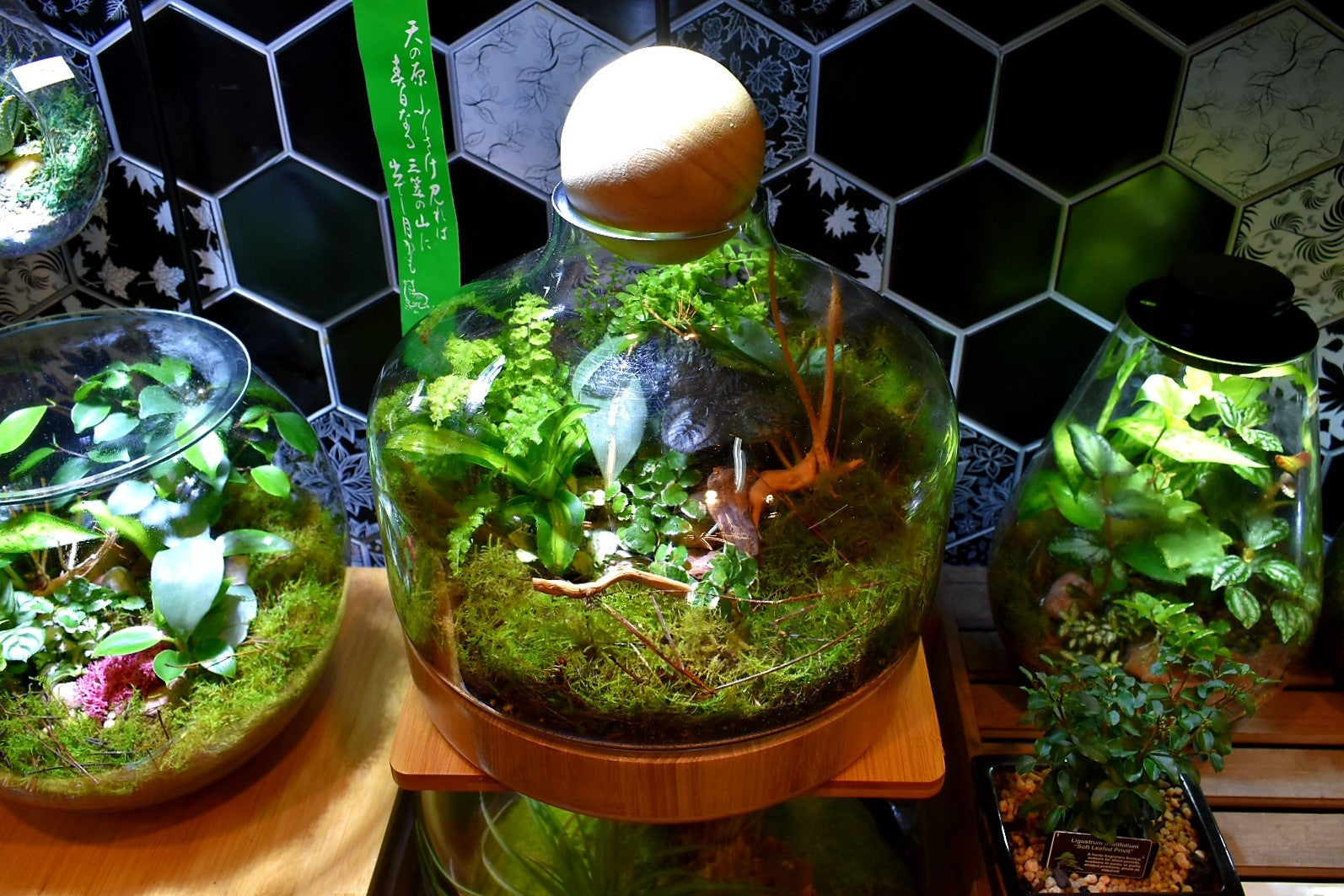 Enclosed terrarium