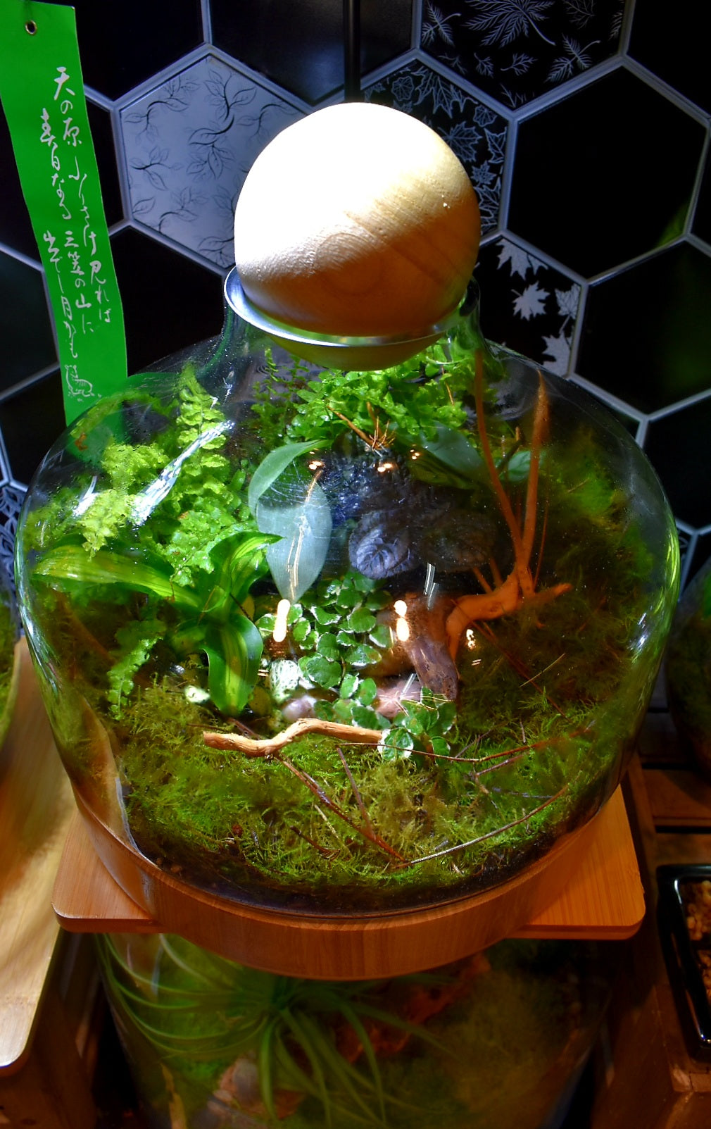 Enclosed terrarium