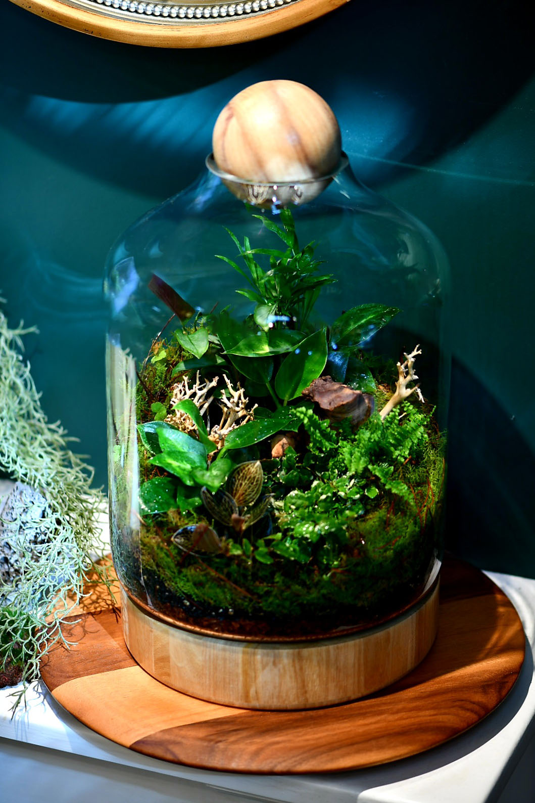 Large terrarium