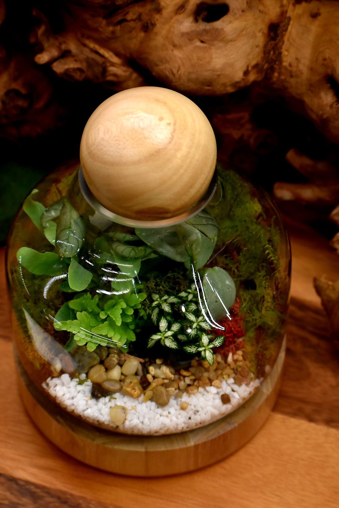 Mr Woody Mini Terrarium Enclosed Melbourne