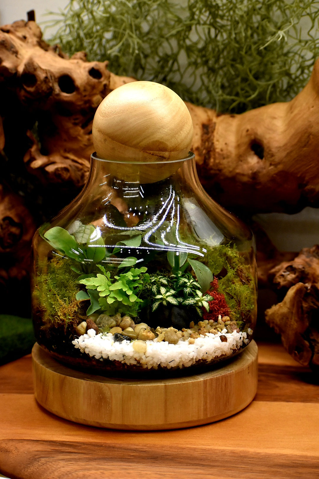 Mr Woody Mini Terrarium Enclosed Melbourne