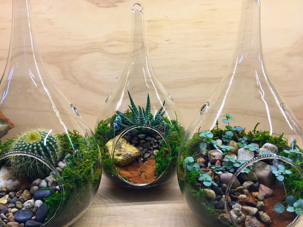 Teardrop Hanging Terrariums Small Melbourne 