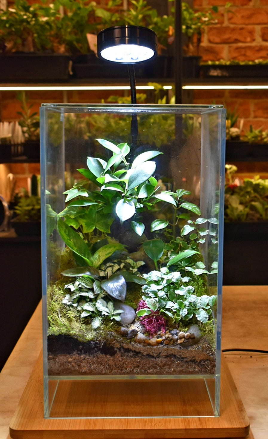 Terrarium Lights